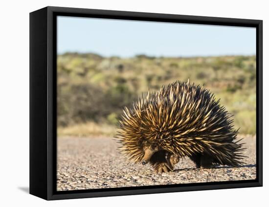 Short-beaked echidna (Tachyglossus aculeatus), crossing the road, Cape Range National Park-Michael Nolan-Framed Premier Image Canvas