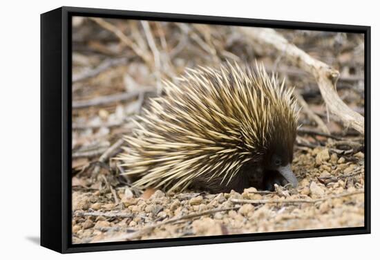 Short-beaked Echidna-Matthew Oldfield-Framed Premier Image Canvas