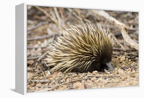 Short-beaked Echidna-Matthew Oldfield-Framed Premier Image Canvas