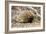 Short-beaked Echidna-Matthew Oldfield-Framed Photographic Print