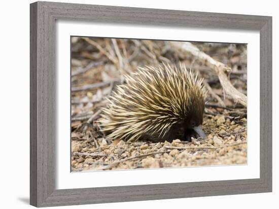 Short-beaked Echidna-Matthew Oldfield-Framed Photographic Print