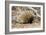 Short-beaked Echidna-Matthew Oldfield-Framed Photographic Print