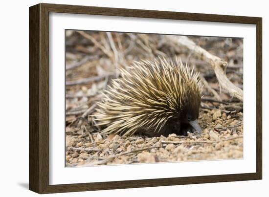 Short-beaked Echidna-Matthew Oldfield-Framed Photographic Print