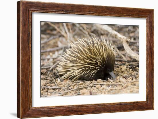 Short-beaked Echidna-Matthew Oldfield-Framed Photographic Print