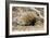 Short-beaked Echidna-Matthew Oldfield-Framed Photographic Print