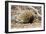 Short-beaked Echidna-Matthew Oldfield-Framed Photographic Print