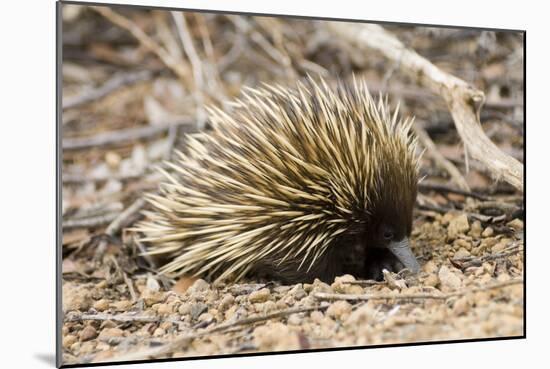 Short-beaked Echidna-Matthew Oldfield-Mounted Photographic Print