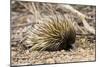 Short-beaked Echidna-Matthew Oldfield-Mounted Photographic Print