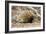 Short-beaked Echidna-Matthew Oldfield-Framed Photographic Print