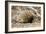 Short-beaked Echidna-Matthew Oldfield-Framed Photographic Print