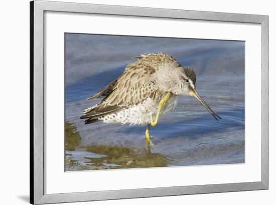 Short-Billed Dowitcher Grooming-Hal Beral-Framed Photographic Print