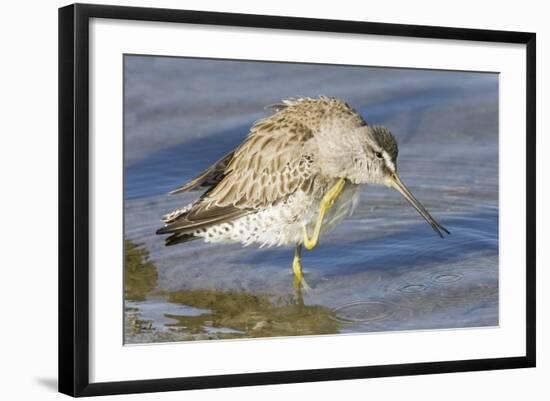 Short-Billed Dowitcher Grooming-Hal Beral-Framed Photographic Print