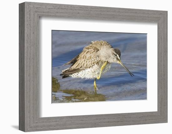 Short-Billed Dowitcher Grooming-Hal Beral-Framed Photographic Print