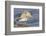 Short-Billed Dowitcher Grooming-Hal Beral-Framed Photographic Print