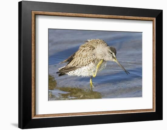 Short-Billed Dowitcher Grooming-Hal Beral-Framed Photographic Print