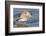 Short-Billed Dowitcher Grooming-Hal Beral-Framed Photographic Print