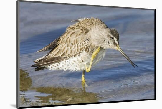 Short-Billed Dowitcher Grooming-Hal Beral-Mounted Photographic Print