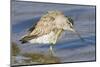 Short-Billed Dowitcher Grooming-Hal Beral-Mounted Photographic Print