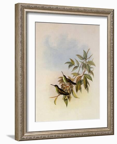 Short-Billed Emerald, Thaumatias Brevirostris-John Gould-Framed Giclee Print