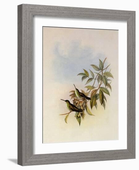 Short-Billed Emerald, Thaumatias Brevirostris-John Gould-Framed Giclee Print