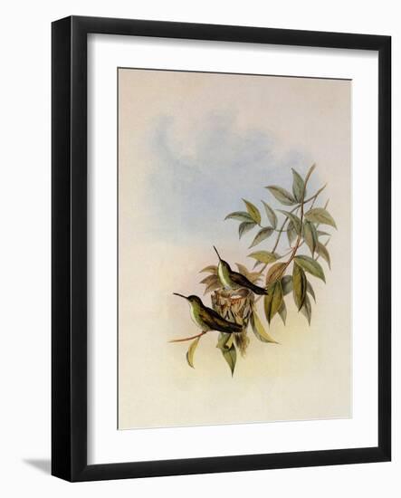 Short-Billed Emerald, Thaumatias Brevirostris-John Gould-Framed Giclee Print