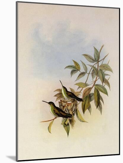 Short-Billed Emerald, Thaumatias Brevirostris-John Gould-Mounted Giclee Print