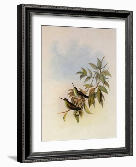 Short-Billed Emerald, Thaumatias Brevirostris-John Gould-Framed Giclee Print