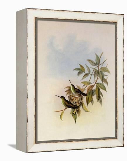 Short-Billed Emerald, Thaumatias Brevirostris-John Gould-Framed Premier Image Canvas