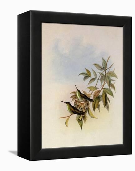 Short-Billed Emerald, Thaumatias Brevirostris-John Gould-Framed Premier Image Canvas