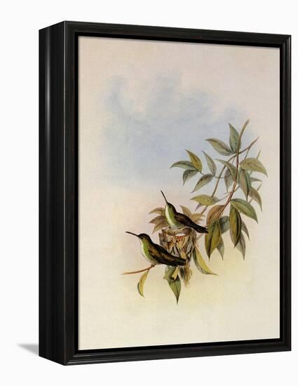 Short-Billed Emerald, Thaumatias Brevirostris-John Gould-Framed Premier Image Canvas