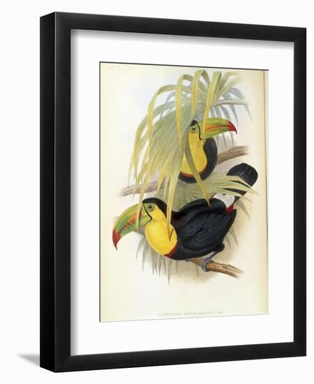 Short-Billed Toucan-John Gould-Framed Giclee Print