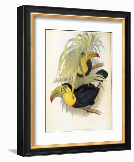 Short-Billed Toucan-John Gould-Framed Giclee Print