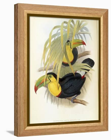 Short-Billed Toucan-John Gould-Framed Premier Image Canvas