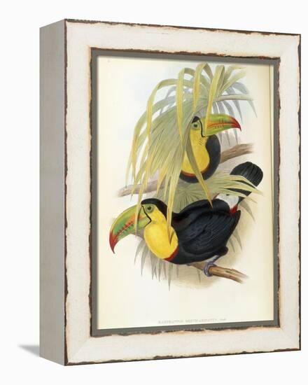 Short-Billed Toucan-John Gould-Framed Premier Image Canvas