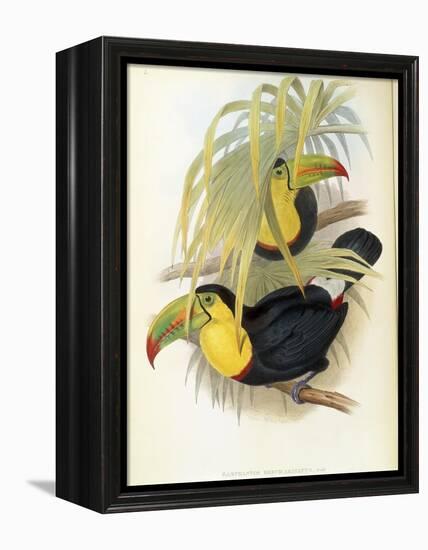 Short-Billed Toucan-John Gould-Framed Premier Image Canvas