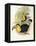 Short-Billed Toucan-John Gould-Framed Premier Image Canvas