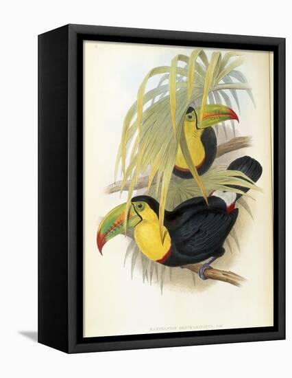 Short-Billed Toucan-John Gould-Framed Premier Image Canvas