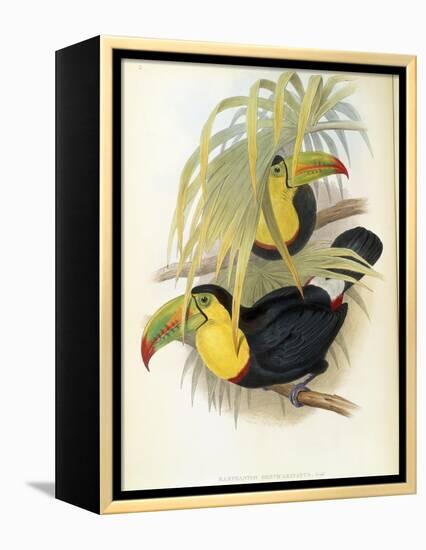 Short-Billed Toucan-John Gould-Framed Premier Image Canvas