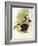 Short-Billed Toucan-John Gould-Framed Giclee Print