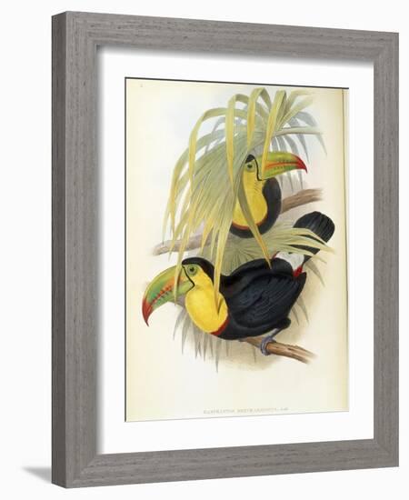 Short-Billed Toucan-John Gould-Framed Giclee Print