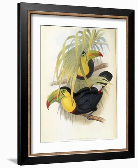 Short-Billed Toucan-John Gould-Framed Giclee Print