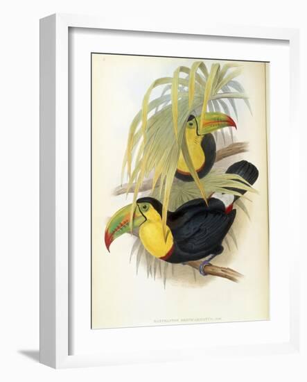 Short-Billed Toucan-John Gould-Framed Giclee Print