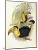 Short-Billed Toucan-John Gould-Mounted Giclee Print