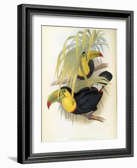 Short-Billed Toucan-John Gould-Framed Giclee Print