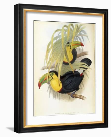 Short-Billed Toucan-John Gould-Framed Giclee Print