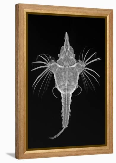 Short Dragonfish-Sandra J. Raredon-Framed Stretched Canvas