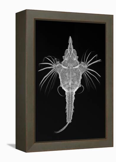 Short Dragonfish-Sandra J. Raredon-Framed Stretched Canvas