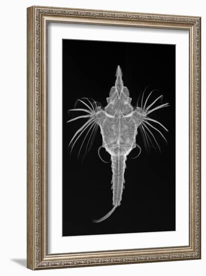 Short Dragonfish-Sandra J. Raredon-Framed Art Print