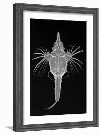 Short Dragonfish-Sandra J. Raredon-Framed Art Print