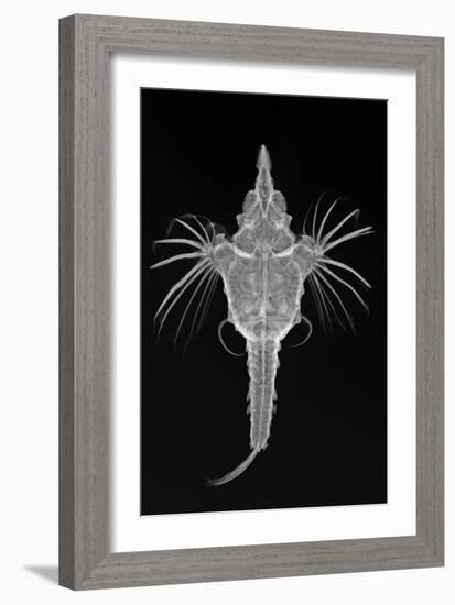 Short Dragonfish-Sandra J. Raredon-Framed Art Print